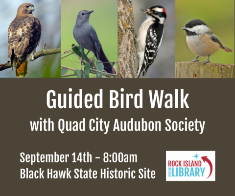 Guided Bird Walk with Quad City Audubon Society, September 15 at Black Hawk State Historic Site, photos of Red-tailed Hawk, Gray Catbird, Downy Woodpecker, and Black-capped Chickadee