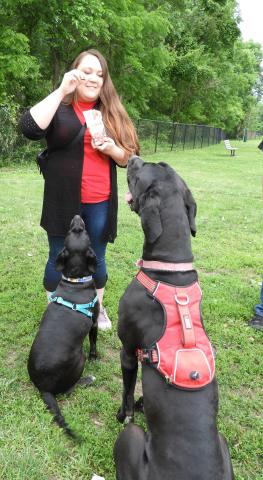 Rachel treating Arnold the Great Dane and Fefe the Lab at Dog Park event