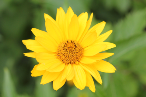 Photo of bright yellow flower against a blurred green leaf background