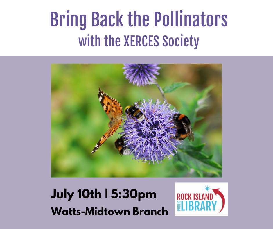Butterfly on flower"Bring Back the Pollinators" presentation July 10